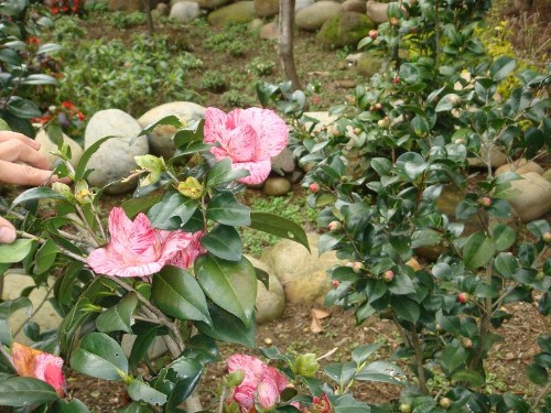 香光山寺稀有花種