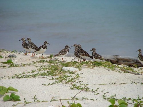 南沙太平島-海鳥