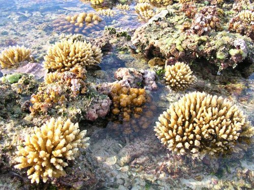 南沙太平島-美麗珊瑚