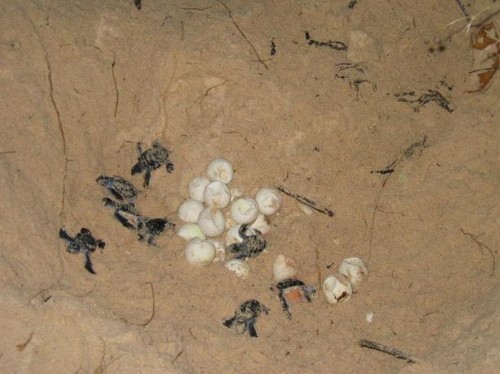 南沙太平島-綠蠵龜破卵而出