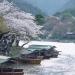 京都嵐山河景(1).jpg