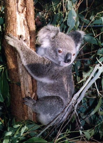 Koala.jpg