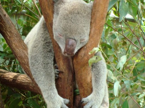 KoalaJPG